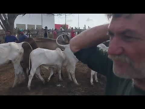 FEIRA DO GADO EM GUARABIRA PARAÍBA HOJE 27/11/2025