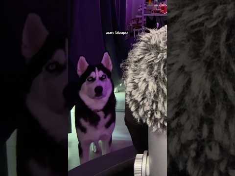 Asmr blooper wirh my dog Taco 🐕  #asmr #asmrsounds #asmrvideo #sleep #tingles