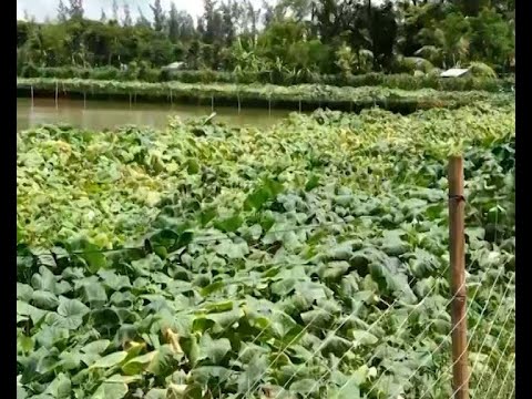 জৈব পদ্ধতিতে অর্গানিক সবজির চাষে লাভবান চাষী