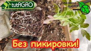 РАССАДА ТОМАТОВ для ленивых: ни одной пересадки до грунта. Супер-способ: мощн