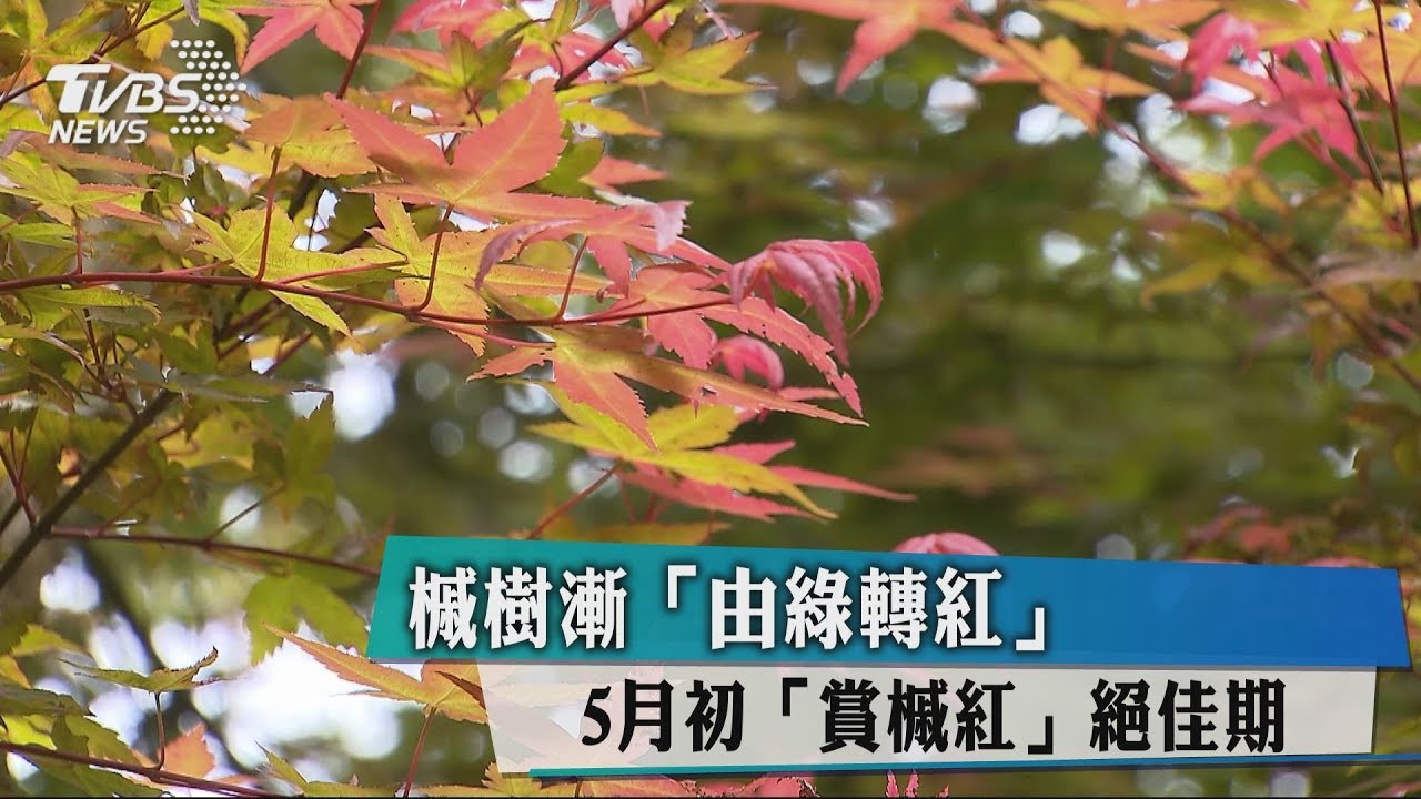 槭樹漸「由綠轉紅」 5月初「賞槭紅」絕佳期