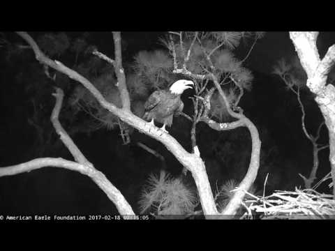 AEF NEFL Juliet vocalizes at Hope's early morning wing practice 2.18.17