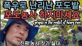 속터져~ 포도농사 하지마세요. 집중폭우로 포도 엉망진창.. grapes in the midst of heav…
