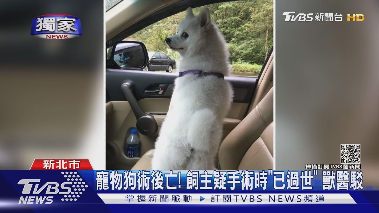 寵物狗術後亡!飼主疑手術時「已過世」 獸醫駁