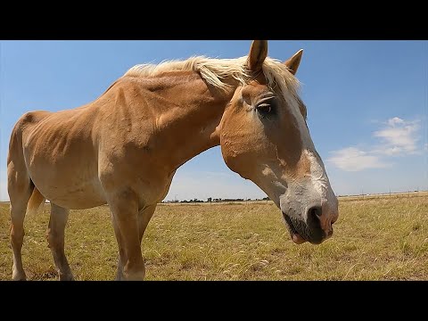 Starved Belgian Draft Horse rescued from slaughter 1 year later. Update on Anna living her best life