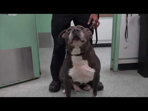 Pitbull Passaic Animal Shelter