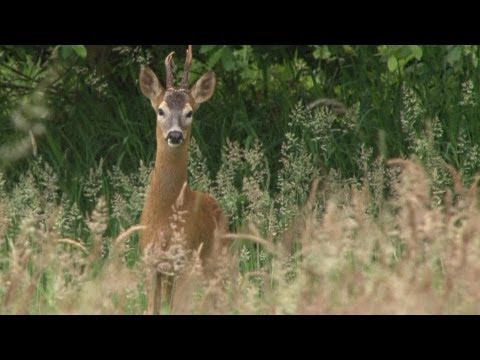 Long grass bucks, short grass foxes Long grass bucks, short grass foxes