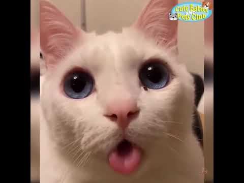 Cute Cats