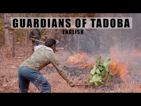 Guardians of Tadoba -  English