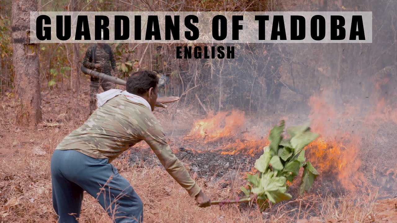 Guardians of Tadoba -  English