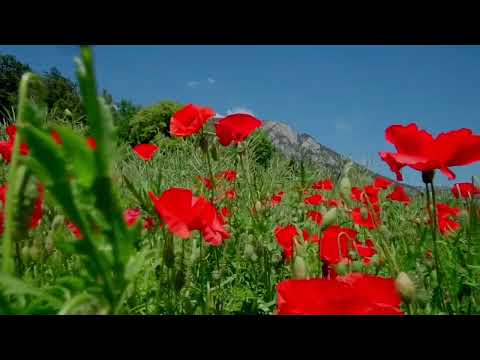 Nature Bird yard Colombia Relaxing video music piano sangeet#vijayy 🙏 #vijaynaturevideopianosangeet