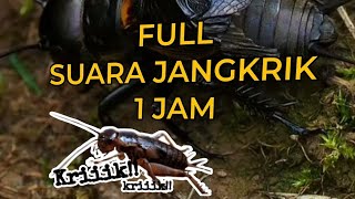 Download lagu FULL SUARA JANGKRIK (cocok untuk masteran atau yang mau tidur dengan suasana di desa) mp3 Download lagu FULL SUARA JANGKRIK (cocok untuk masteran atau yang mau tidur dengan suasana di desa) mp3