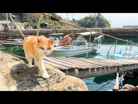 I Visited a Quiet Japanese Cat Island 🐱 | Home to Senior Cats | Aoshima Island |