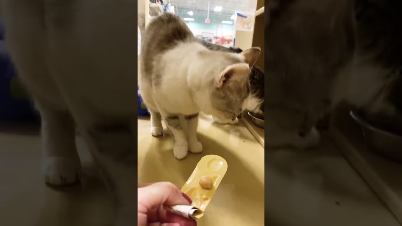 Enlarge Luna and Belle (bonded pair), an adopted Domestic Short Hair in Woburn, MA video 6/6