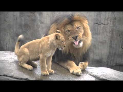 Animals Meeting for the First Time