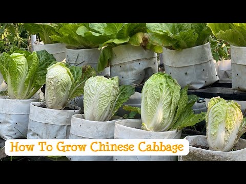 How To Grow Chinese Cabbage || Growing Chinese Cabbage from Seed
