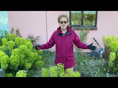 Cutting Back Euphorbia Safely