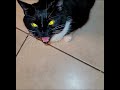 POV You Forgot To Feed The Cat