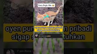 Download lagu Asisten Pribadi #cat #catlovers #catvideos #kucing #kucinglucu #catshorts mp3