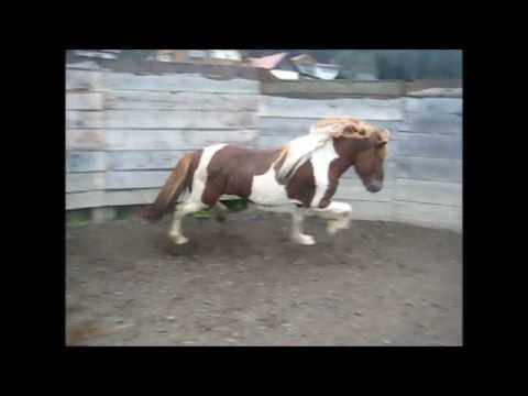 Farandi von St. Radegund