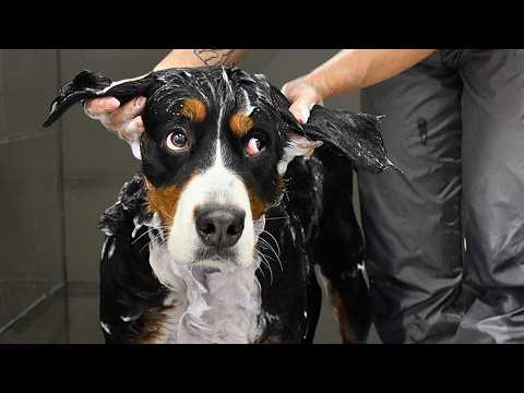 Rescued Puppy Mill Dog's First Groom (She Didn't Trust Anyone)