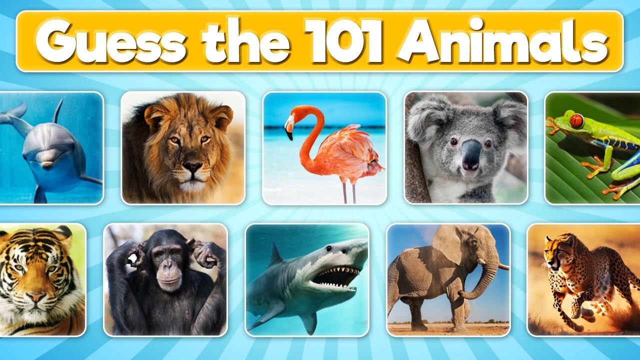 Guess the Animal Quiz | 101 Animals Quiz