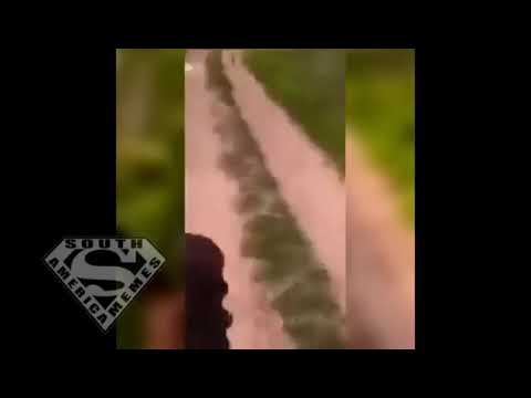 CACHORRO - remix (versão funk)