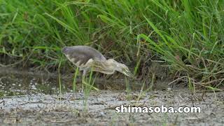 今季初のジャワアカガシラサギ(動画あり)