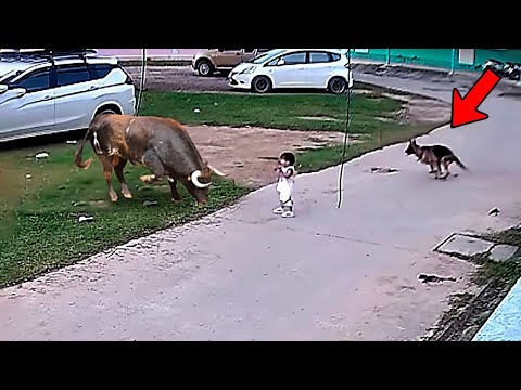 # 아이를 구한  용감한 강아지  #1