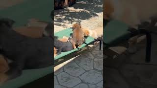 Video preview image #1 Chihuahua-Colonial Cocker Spaniel Mix Puppy For Sale in Corona, CA, USA