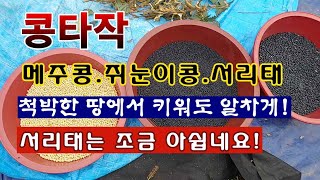 [텃밭농부 2,103]  콩 타작. 메주콩, 쥐눈이콩, 서리태 털어서 말리기! #메주콩재배 #쥐눈이콩재배 #…