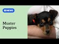 Muster Dogs Kelpie Puppies On News Breakfast ABC News