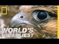 Fastest Animal Makes a Kill | World's Deadliest
