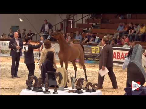 N.32 SYLVATICA K.A. - Wels 2015 - Fillies 2 years old (Class 4)