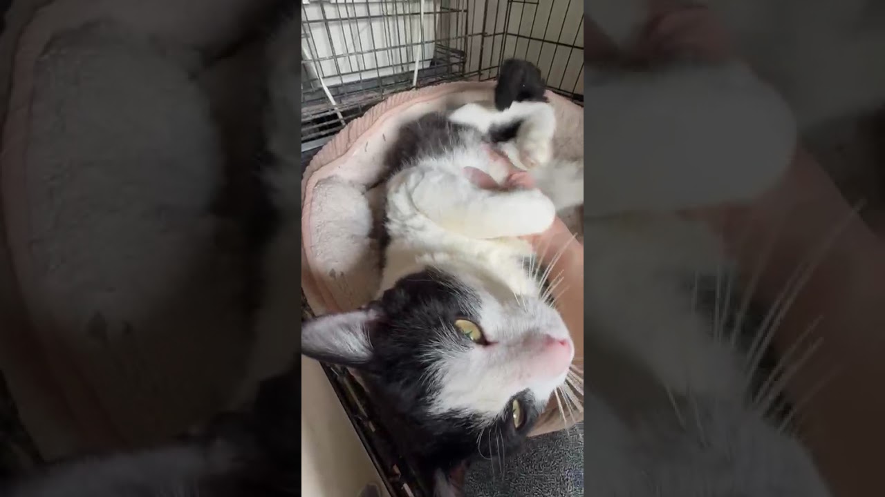 Enlarge Moo Moo, an adopted mixed breed in New York, NY video 2/6