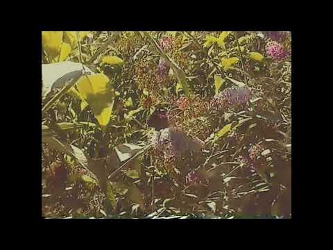 Henrik Lindstrand - Gammafly