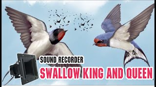 Download lagu SUARA BURUNG WALET - swallow king and queen mp3