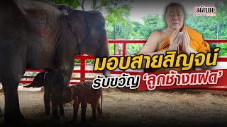 สมเด็จธงชัย มอบสายสิญจน์  รับขวัญลูกช้างแฝด : Matichon Online