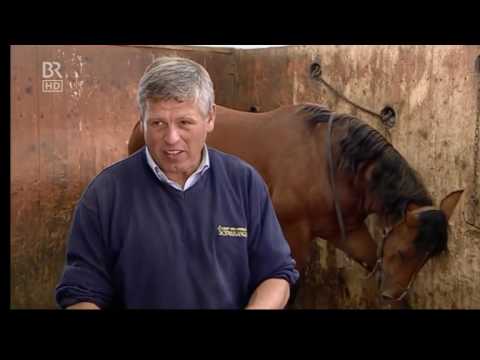 BR Doku Rossnarrisch! Ein Pferdesommer in Schwaiganger Teil 3