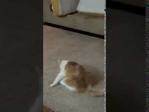 Cat Butt Carpet Poop