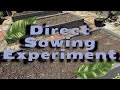 Experimenting With Direct Sown Seeds