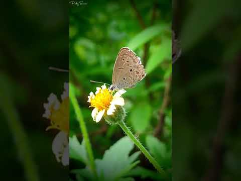 Butterfly 🦋🦋 Dhere Dhere Se // Pankaj Sonwani //