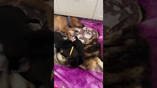 Video preview image #1 Labbe Puppy For Sale in Wheaton, IL, USA