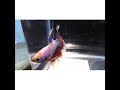 Ciri Ciri Morfologi Ikan Hias Cupang