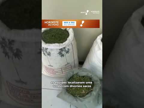 PM erradica plantação de maconha e apreende arma na zona rural de Campo Formoso