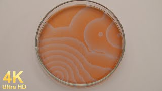 Belousov-Zhabotinsky reaction (Reactions only)