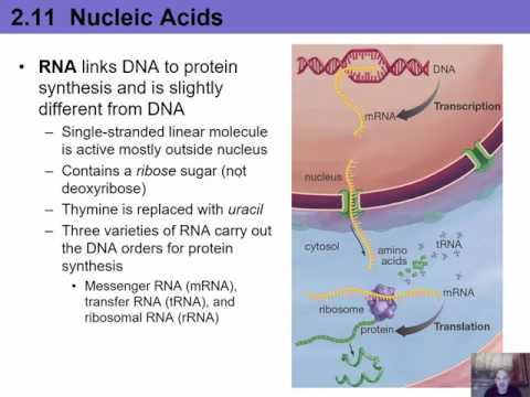 2.11-2.12 A&P Nucleic Acids and ATP