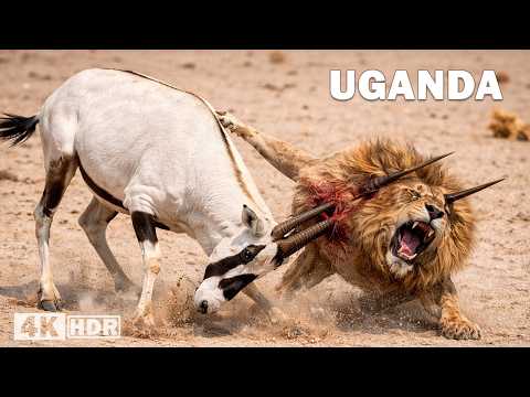 Wild Uganda
