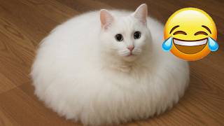 愛らしい猫と犬 2026 😝 ふわふわの白猫が可愛い姿を見せる | 猫チャンネル