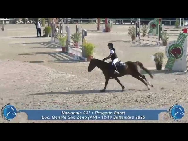 Jument Autre Race de Poney A vendre 2009 Alezan brulé